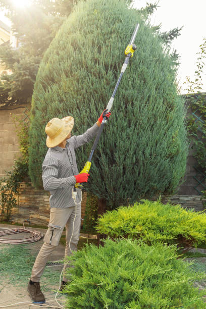 Best Tree Planting Services  in Val Verde, CA